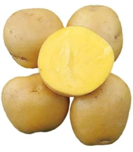 Amazon.co.jp: 種芋 春のじゃがいも種芋 デジマ10個 食味良好?万能